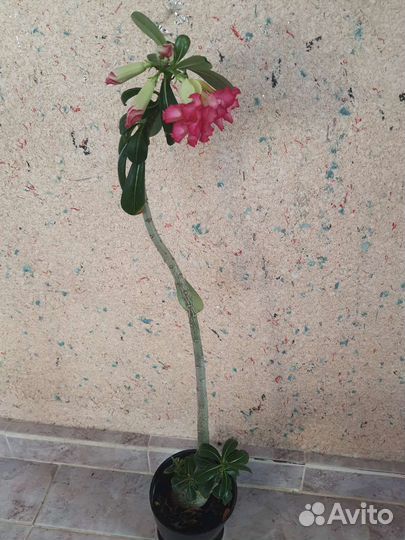 Адениум взрослый