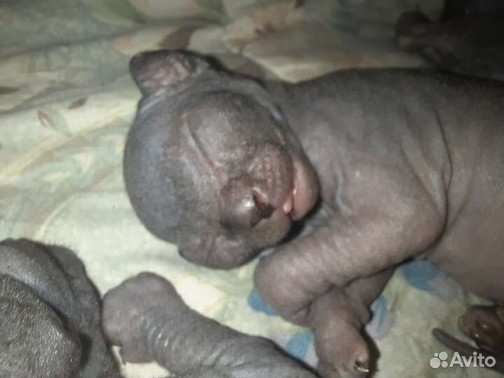 Канадский сфинкс