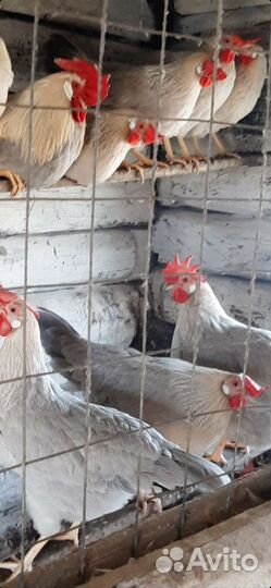 Леггорн Изабелла ия,цыплята