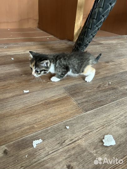 Котята бесплатно
