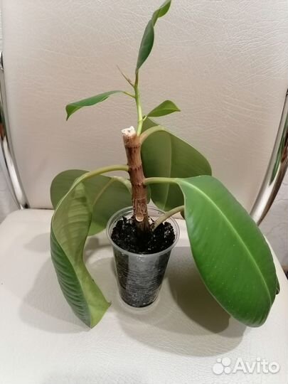 Фикусы разные(2 вида)