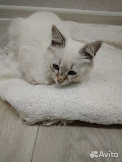Котенок сиамский