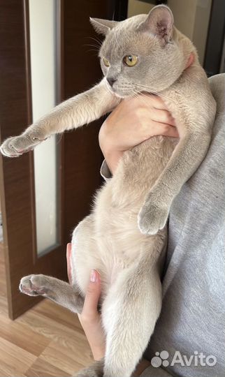 Бурманский шоколадный мальчик