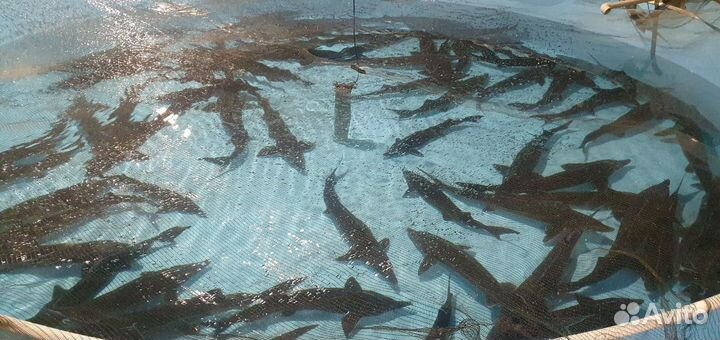 Царская рыба