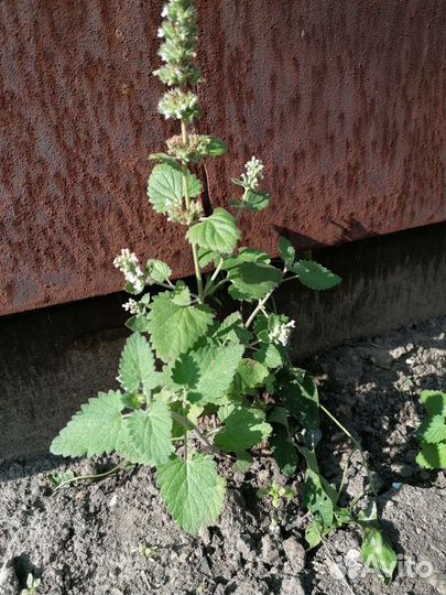 Мелисса лимонная, мята перечная