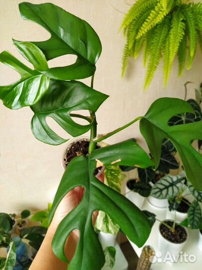 Монстера Минима, Манки Маск, филодендрон Бразилия