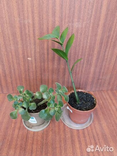 Замиокулькас,аихризон,сингониум,кактус,диффенбахия