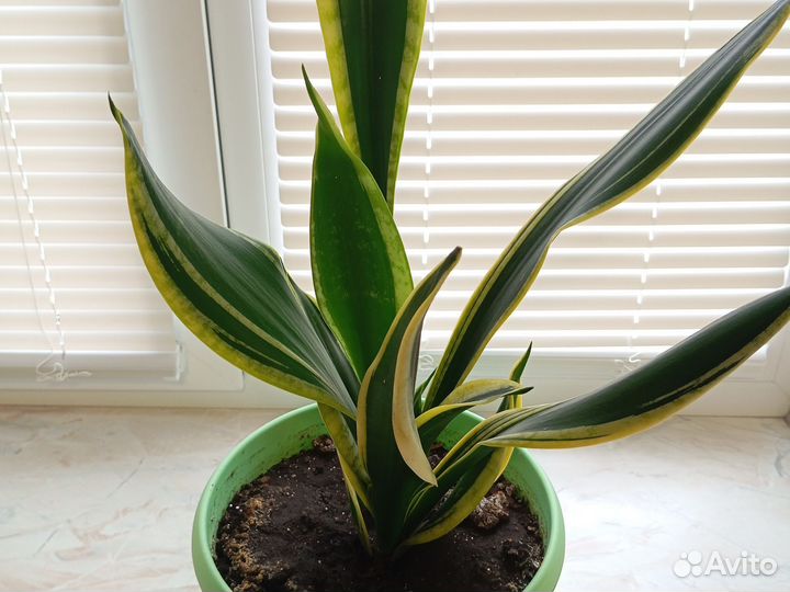 Сансевиерия
