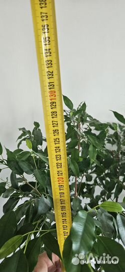 Продам фикус Бенджамина