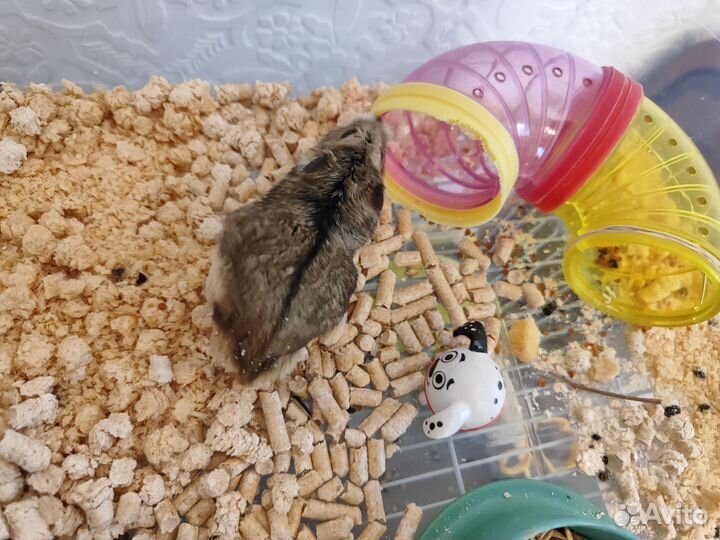 Джунгарский хомяк бесплатно