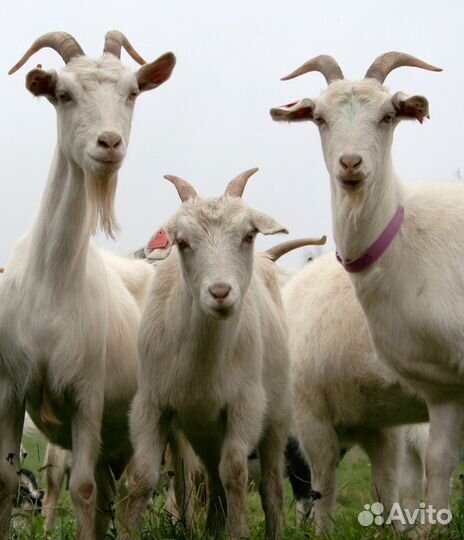 Коза дойная