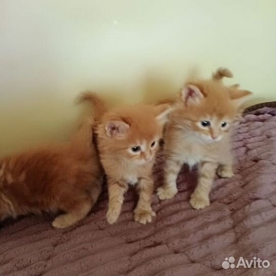 Котенок мальчик метис с генами Мэйн Куна
