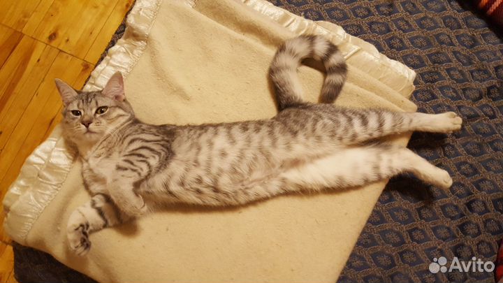 Молодые кошки в добрые руки