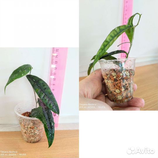 Хойя разные сорта - 3