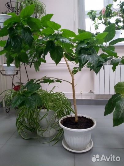 Гибискусы разные