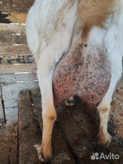 Дойные козы