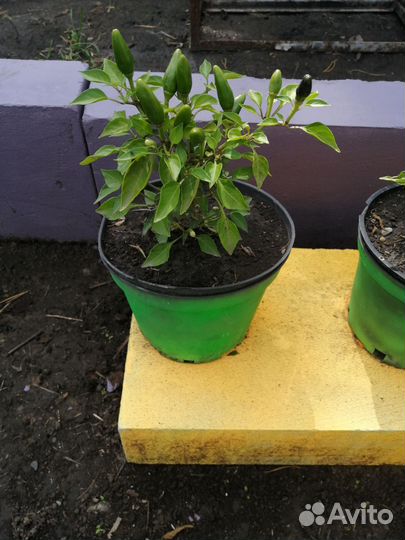 Перец жгучий, комнатный