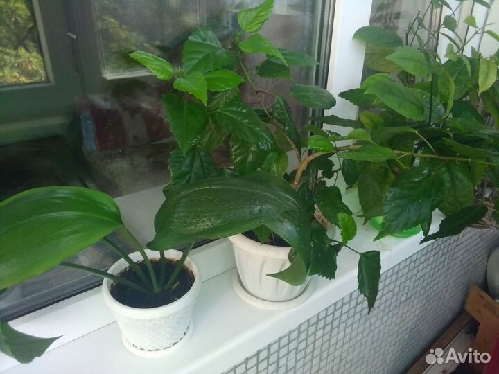 Цветы домашние в горшках