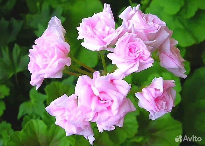 Пеларгония сортовая Millfield Rose