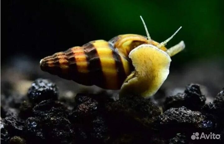 Креветки, пецилия, хелена