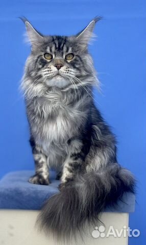 Мейн-кун красавец, клубный котик объявление продам