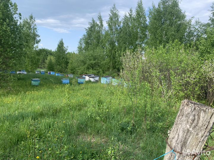 Пасека 35 ульев 4 с пчелами остальные пустые