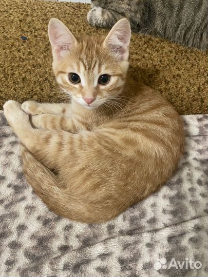 Котенок
