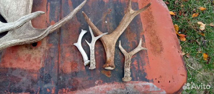 Продам рога лося, косули
