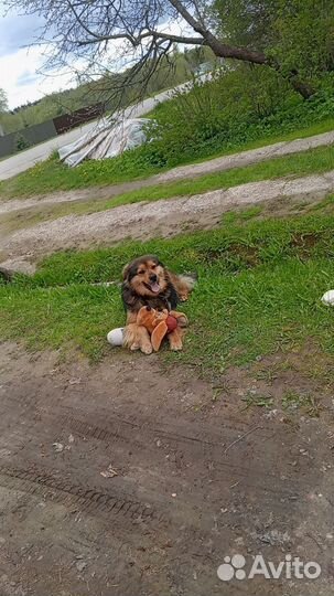 Собака в добрые руки