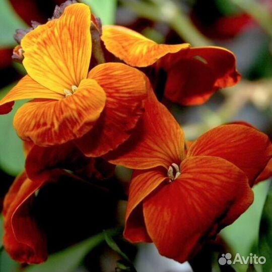 Садовые многолетники