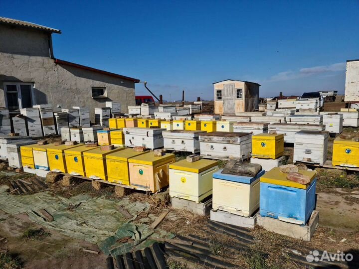 Продам пчел