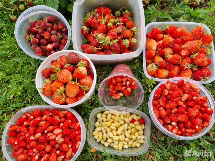 Рассада: Виктория, земляника, клубника