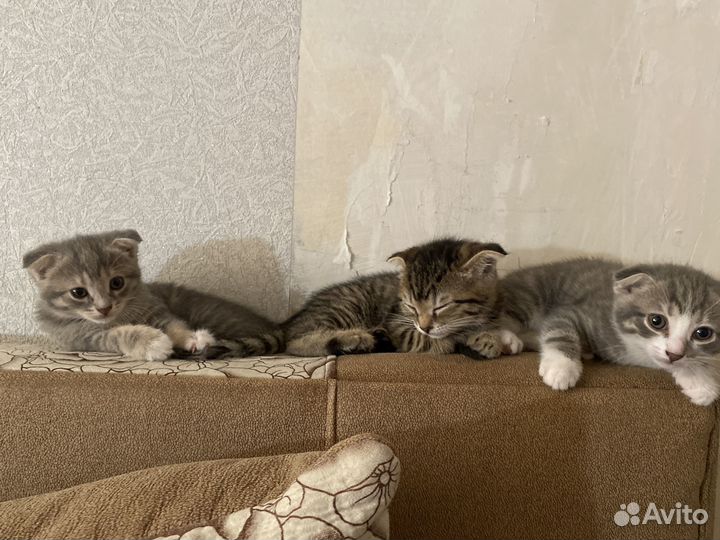 Котята отдам даром