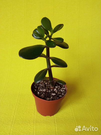 Суккуленты