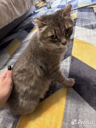 Кошка бесплатно