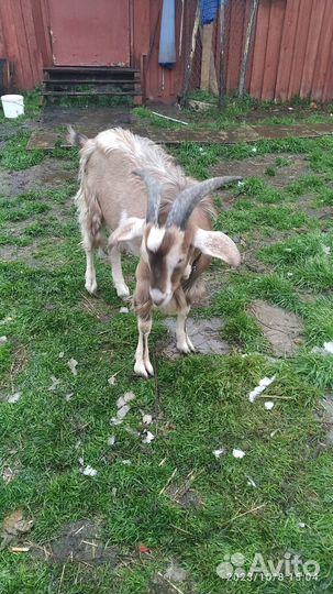 Козёл, вязка,чех