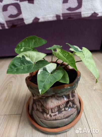 Сингониум panda