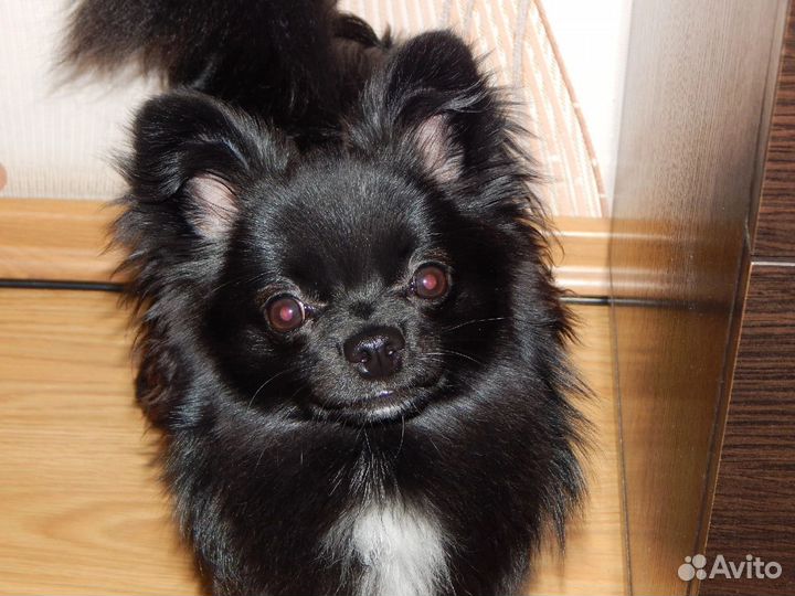 Щенок чихуахуа