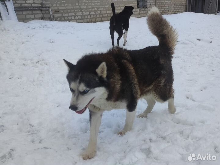 Хаски девочка ищет дом