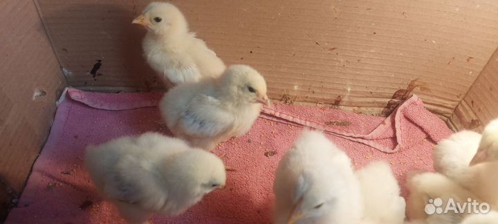 Цыплята брамы