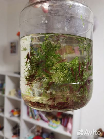 Аквариумные креветки красные