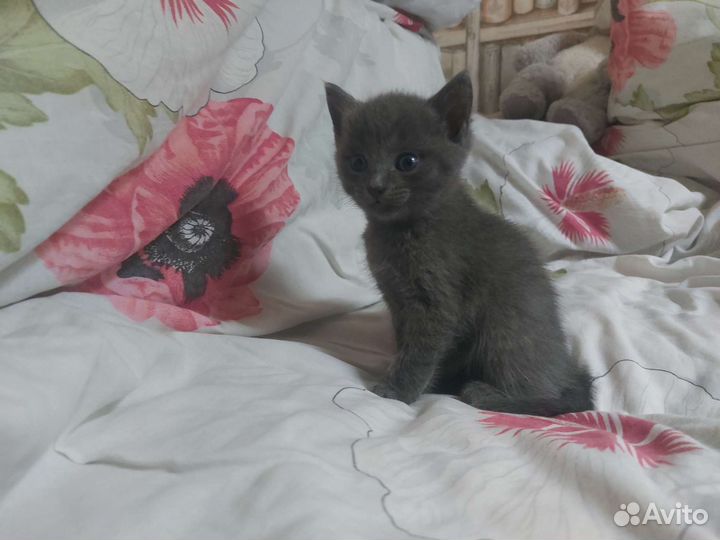 Коты близнецы в дар