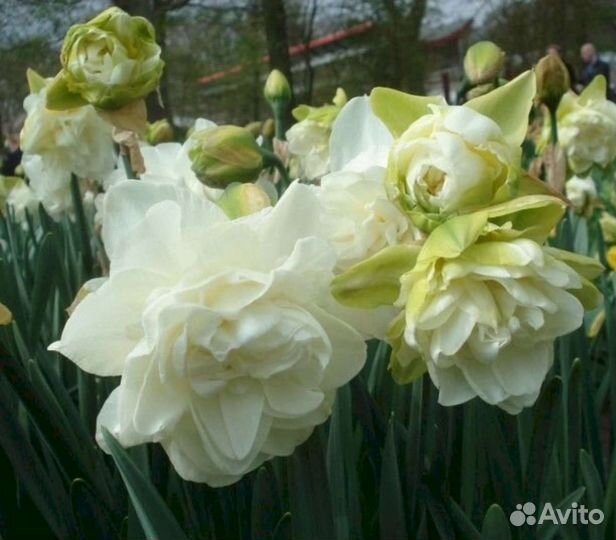 Луковицы нарциссов