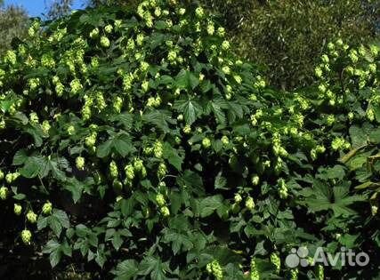 Виноград девичий,виноград съедобный,хмель и др