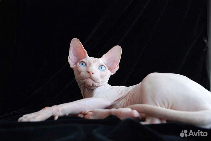 Канадский сфинкс 5 мес
