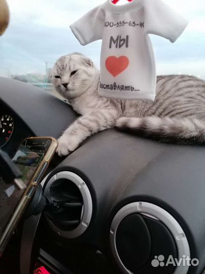 Вязка кот шотландская шиншилла