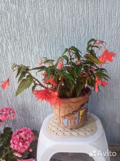 Пеларгонии и бегония на фото