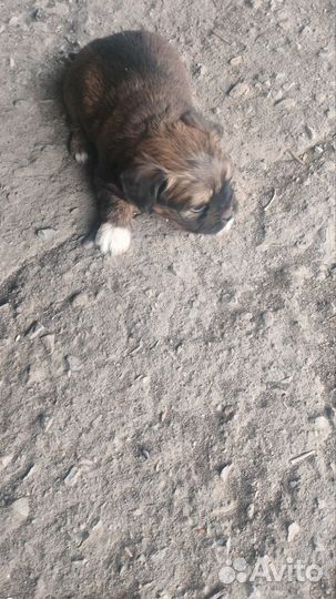 Отдам в добрые руки