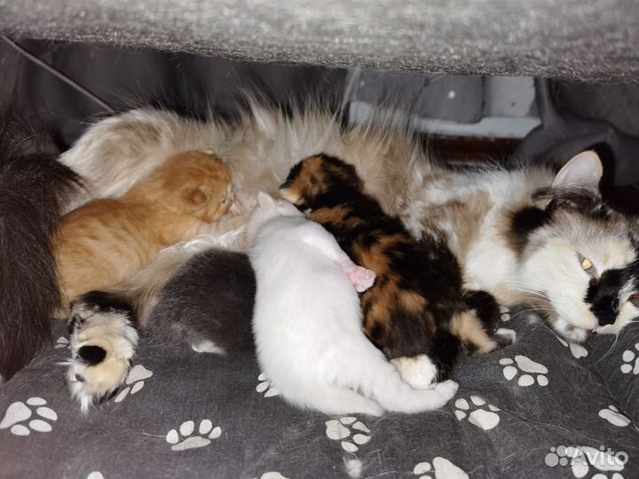 Котята в добрые руки