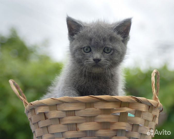 Шотландские котята